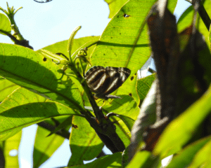 Neptis Clinia