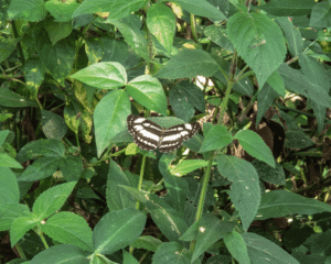 Neptis Hylas