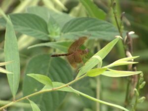 Neurothemis Flucutans