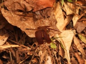Neurothemis Terminata