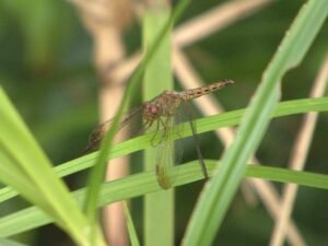 Neurothemis Terminata