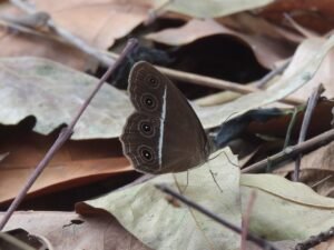 Orsotriaena Medus
