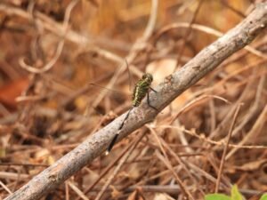 Orthetrum Sabina