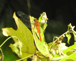 Orthetrum Testaceum