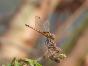 Orthetrum Testaceum