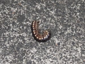 Orthomorpha Coarctata
