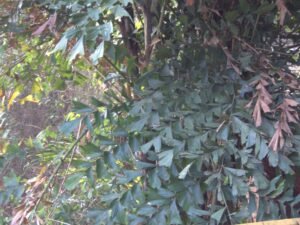 Caryota Mitis