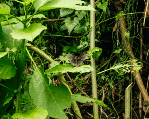 Papilio Memnon