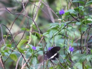 Papilio Polytes