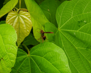 Polistes Canadensis