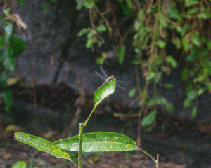 Potamarcha Congener