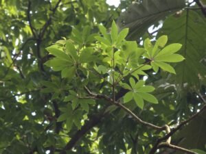 Ceiba Pentandra