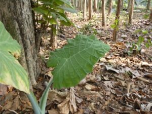 Alocasia Macrorrhizos