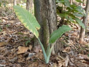 Alocasia Macrorrhizos