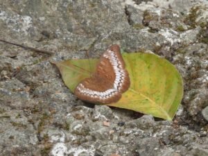 Tanaecia Japis