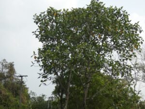 Artocarpus Elasticus