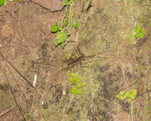 Thereuopoda Longicornis