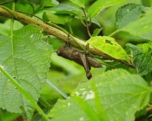 Valanga Nigricornis