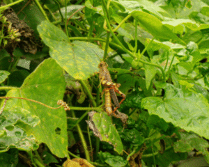 Xenocatantops Humilis