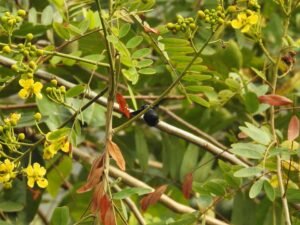 Xylocopa Latipes